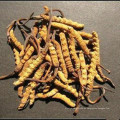 natürliche Cordyceps sinensis